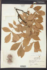 Carya texana image