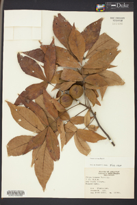 Carya texana image