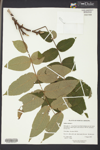 Juglans cinerea image