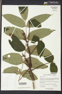 Juglans cinerea image