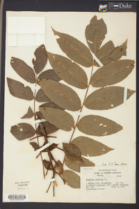 Juglans cinerea image