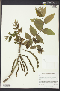 Juglans cinerea image