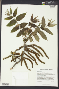 Juglans cinerea image