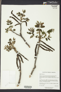 Juglans cinerea image