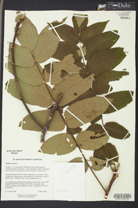 Juglans cinerea image