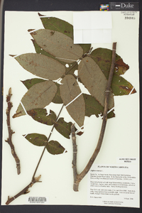 Juglans cinerea image