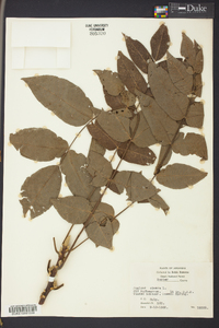 Juglans cinerea image