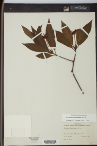 Illicium floridanum image