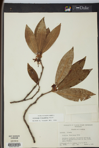 Illicium floridanum image