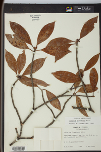 Illicium floridanum image