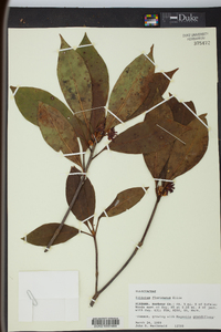 Illicium floridanum image