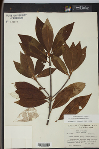 Illicium floridanum image