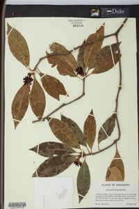 Illicium floridanum image