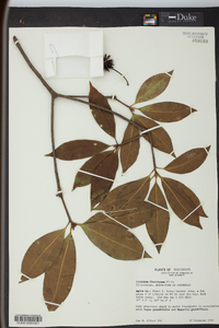 Illicium floridanum image