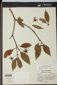 Illicium floridanum image