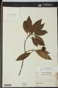 Illicium floridanum image