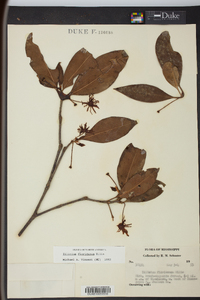 Illicium floridanum image