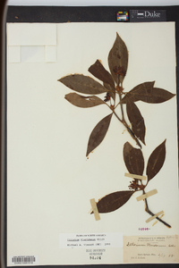 Illicium floridanum image