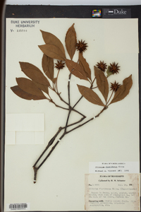 Illicium floridanum image