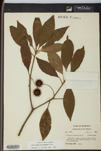 Illicium floridanum image