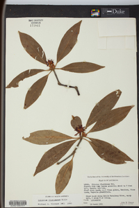 Illicium floridanum image