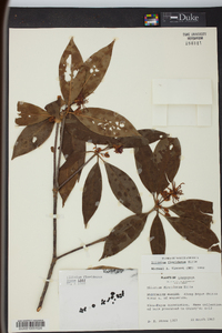 Illicium floridanum image