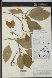 Schisandra glabra image