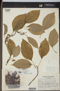 Schisandra glabra image