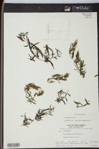 Ceratophyllum demersum image