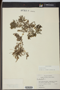 Ceratophyllum demersum image