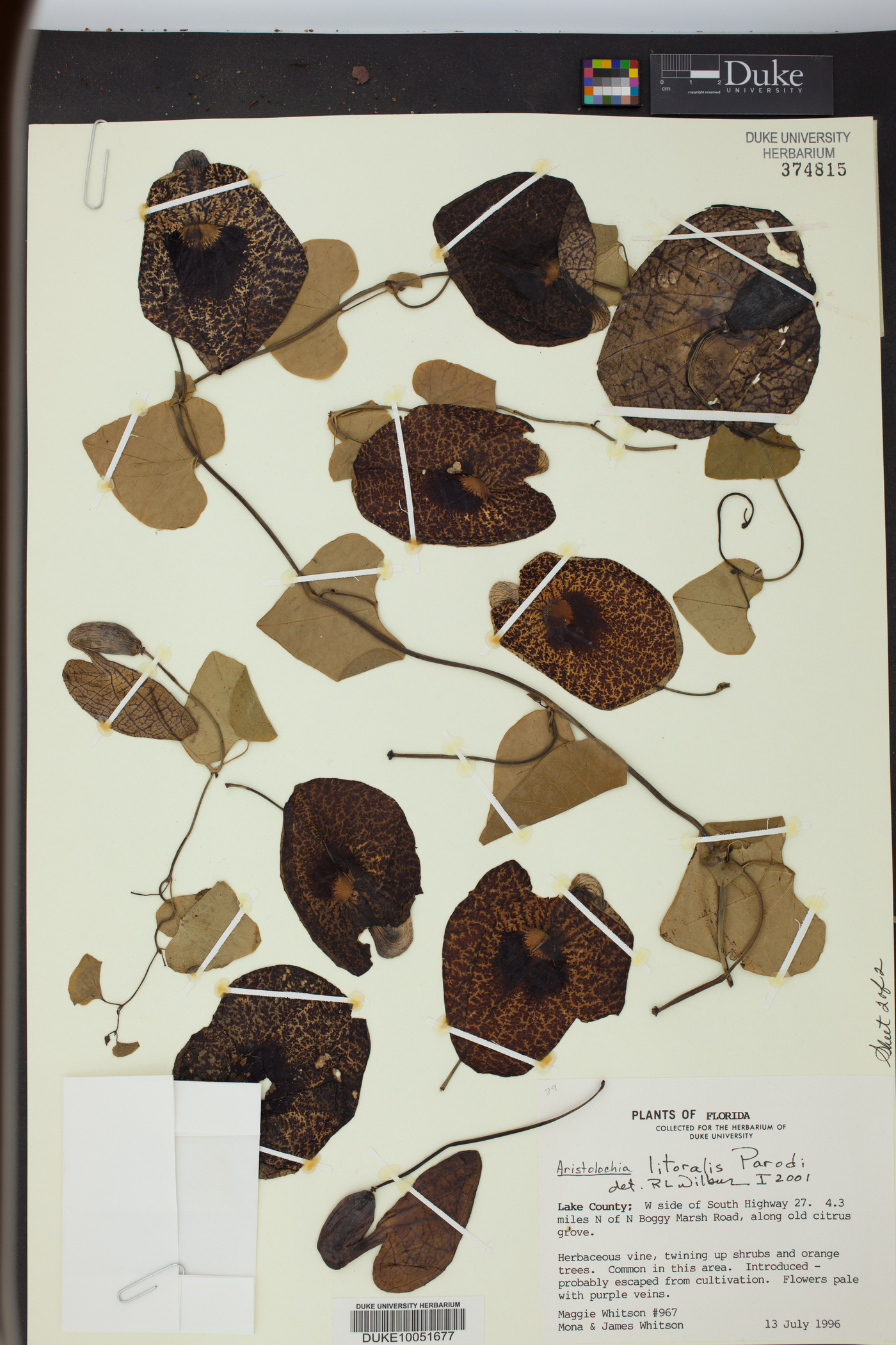 Aristolochia littoralis image