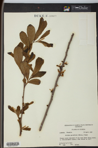 Asimina parviflora image