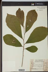 Asimina parviflora image