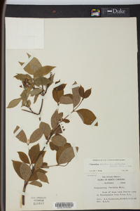 Calycanthus floridus image