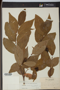 Calycanthus floridus image