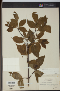 Calycanthus floridus image