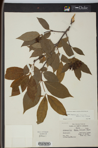 Calycanthus floridus image