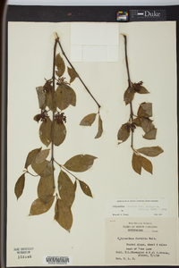 Calycanthus floridus image