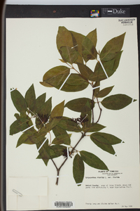 Calycanthus floridus image