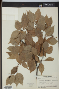 Cinnamomum camphora image