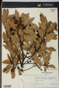 Persea palustris image