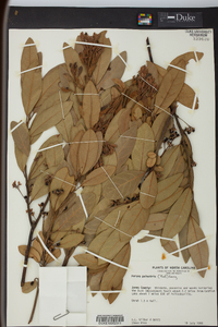 Persea palustris image