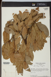 Persea palustris image