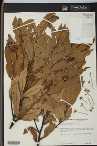 Persea palustris image