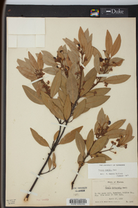Image Associated With the Occurence