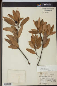 Image Associated With the Occurence