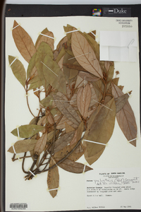 Persea palustris image