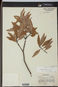 Persea palustris image