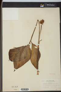 Arisaema pusillum image