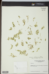 Lemna valdiviana image